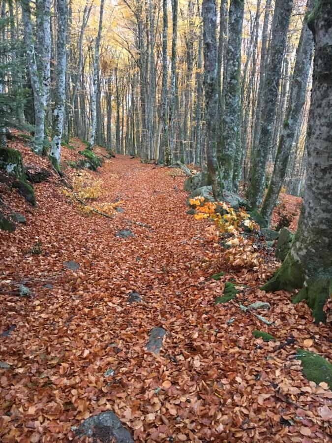 Gite " Oree Des Bois" Vertolaye Exterior foto